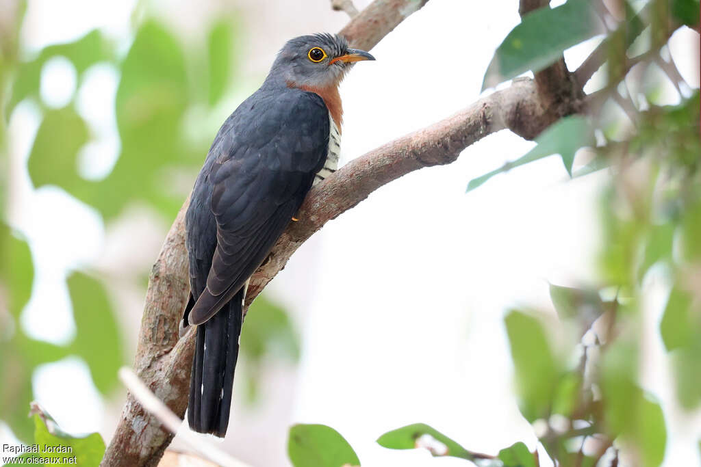 Red-chested Cuckoo male adult