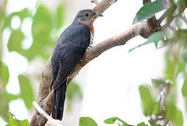 Red-chested Cuckoo