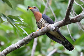 Red-chested Cuckoo