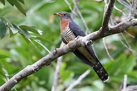 Red-chested Cuckoo