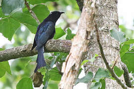 Moluccan Drongo-Cuckoo