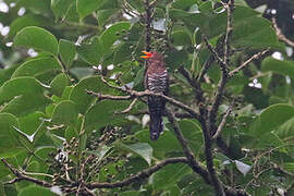 Violet Cuckoo