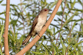 Ash-colored Cuckoo
