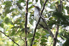 Pearly-breasted Cuckoo