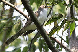 Pearly-breasted Cuckoo