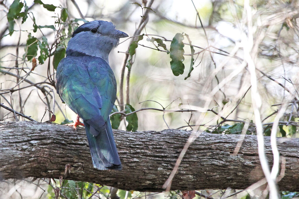 Cuckoo-roller male adult