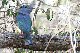 Cuckoo-roller