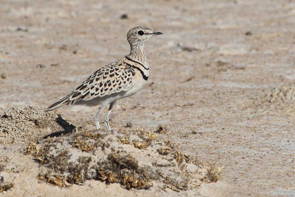 Double-banded Courseradult