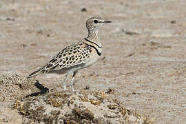 Double-banded Courser