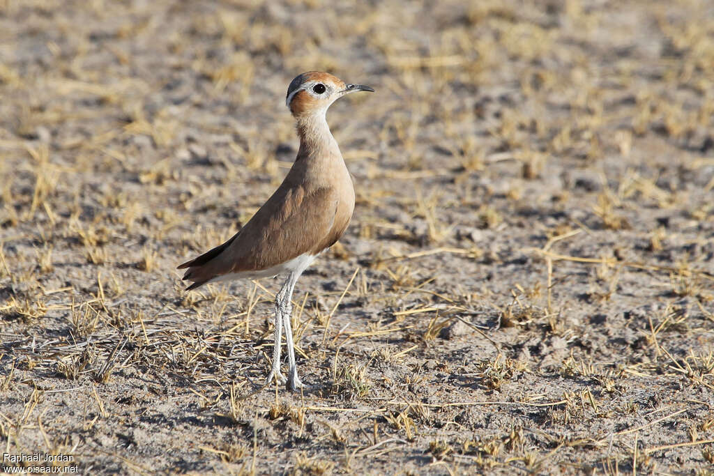 Courvite de Burchelladulte, identification