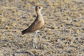 Burchell's Courser