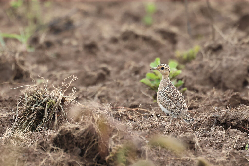Courvite de Temminck