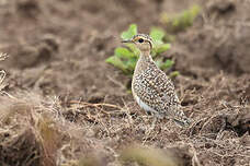 Courvite de Temminck