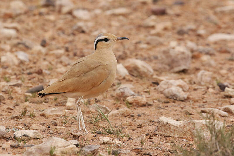 Cream-colored Courser - Cursorius cursor adult breeding - rajo264270