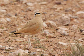 Cream-colored Courser