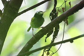 Black-headed Tailorbird