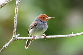 Ashy Tailorbird