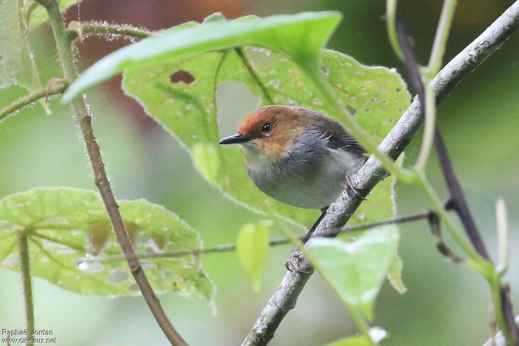 Red-capped Forest Warbleradult, close-up portrait