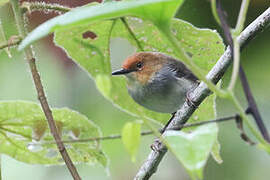 Red-capped Forest Warbler