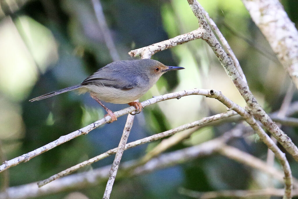 Long-billed Forest Warbleradult