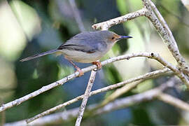 Long-billed Forest Warbler