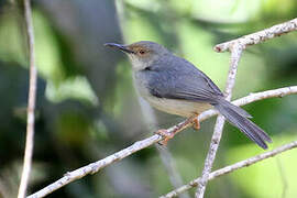 Long-billed Forest Warbler