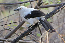 Southern Pied Babbler