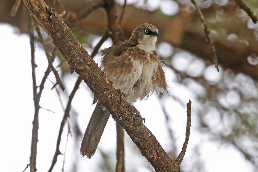 Northern Pied Babbleradult