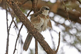 Northern Pied Babbler