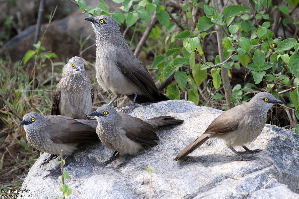 Brown Babbleradult, pigmentation, Behaviour