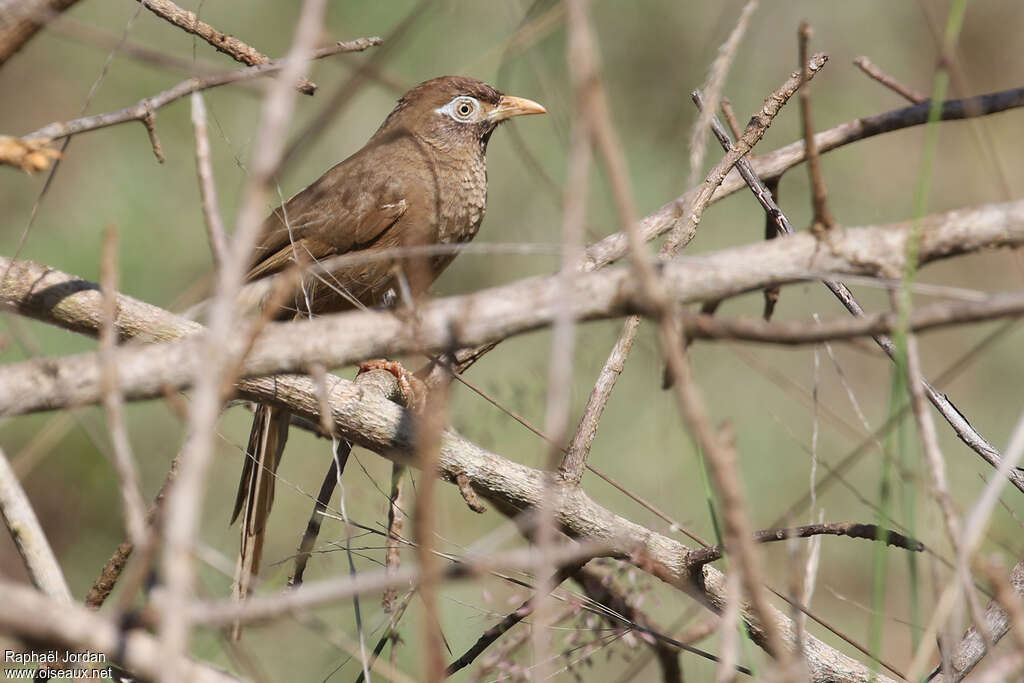 Cratérope d'Aylmeradulte, identification