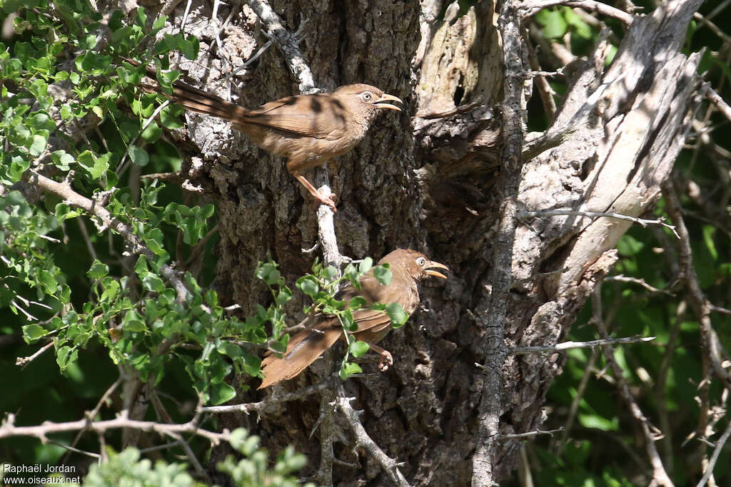 Scaly Chattereradult, habitat, Behaviour