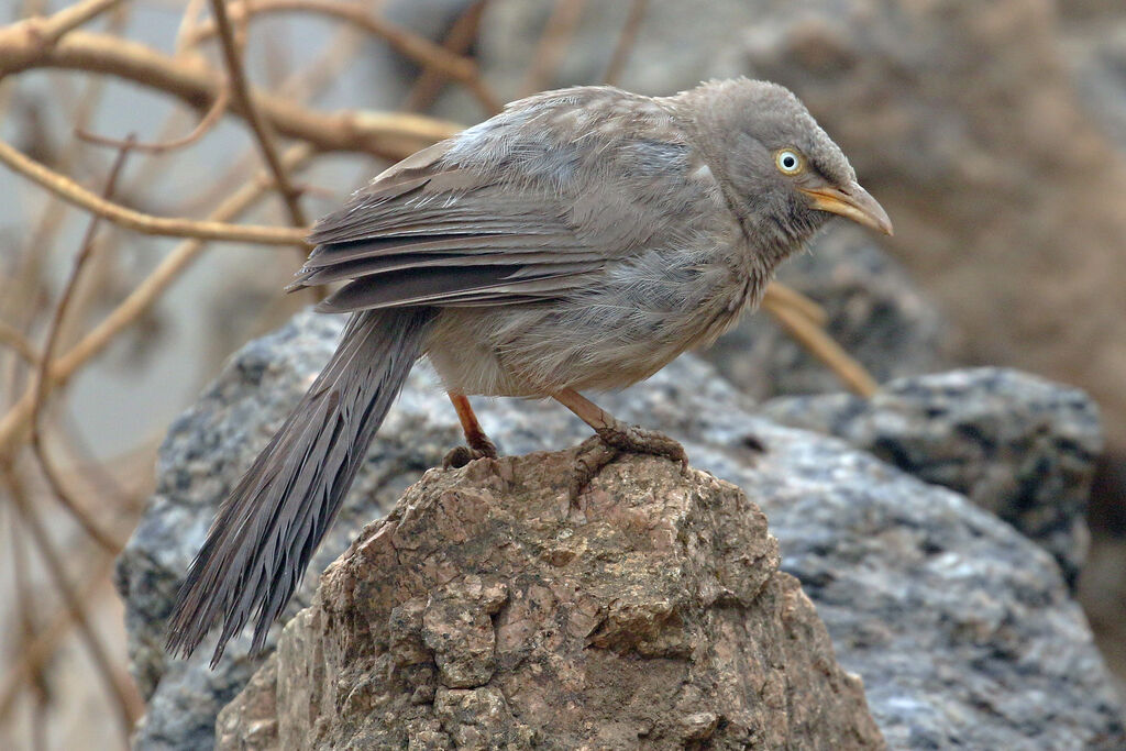 Jungle Babbler