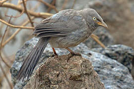 Jungle Babbler