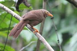 Orange-billed Babbler