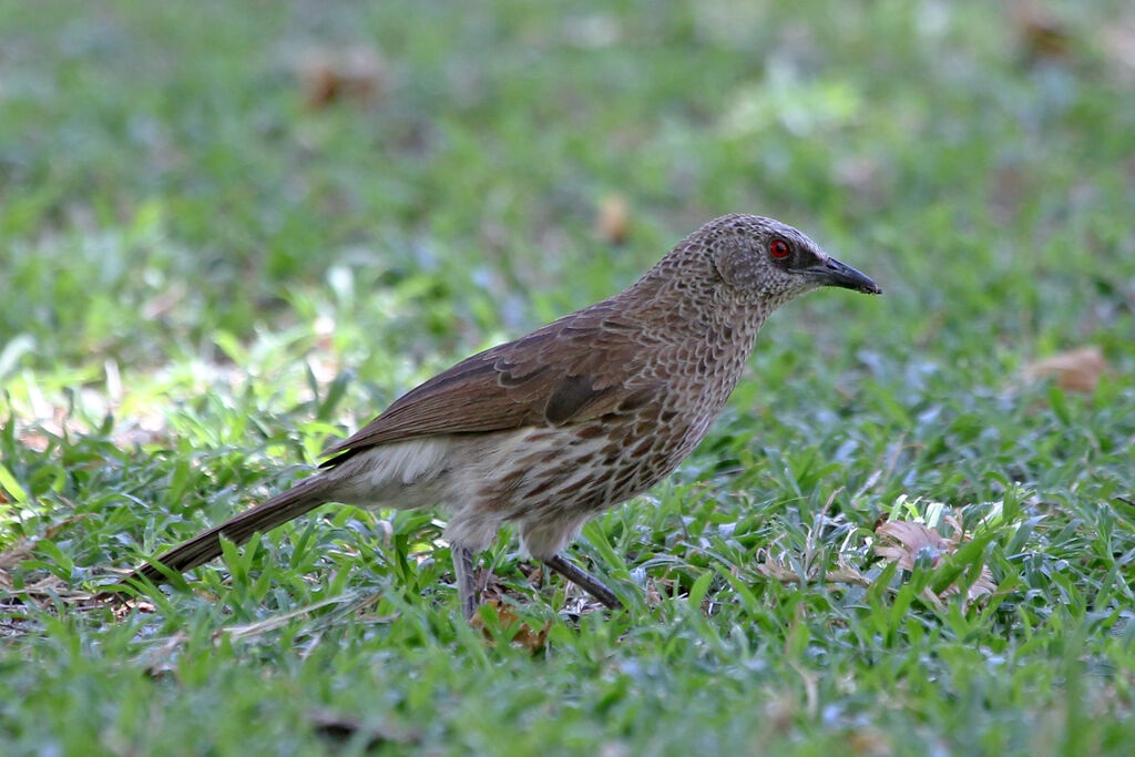 Cratérope de Hartlaubadulte