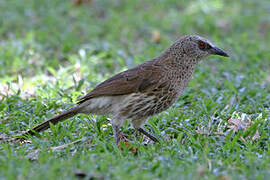 Hartlaub's Babbler