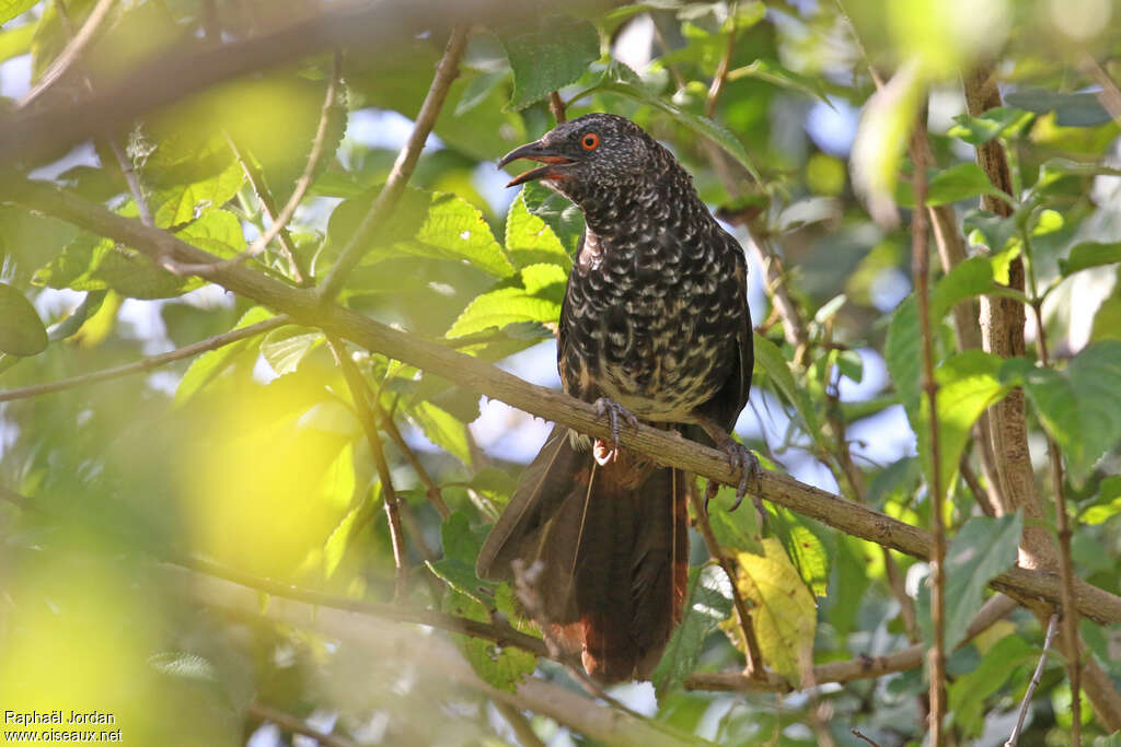 Hinde's Babbleradult, close-up portrait