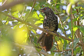 Hinde's Babbler