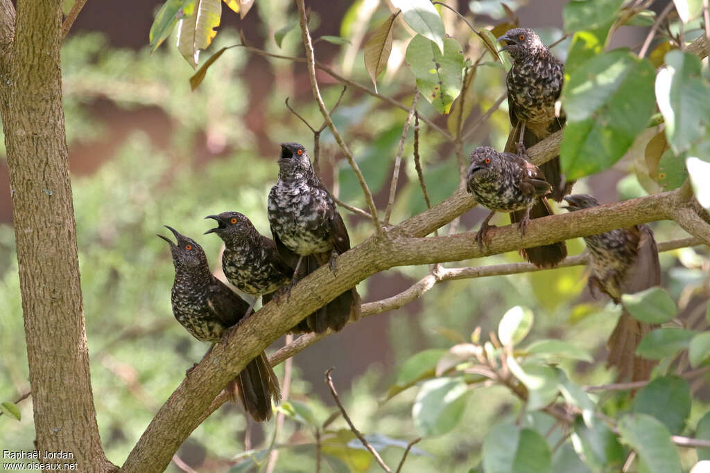 Cratérope de Hindeadulte, habitat, Comportement