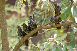 Hinde's Babbler