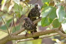 Hinde's Babbler