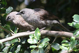 Black-lored Babbler