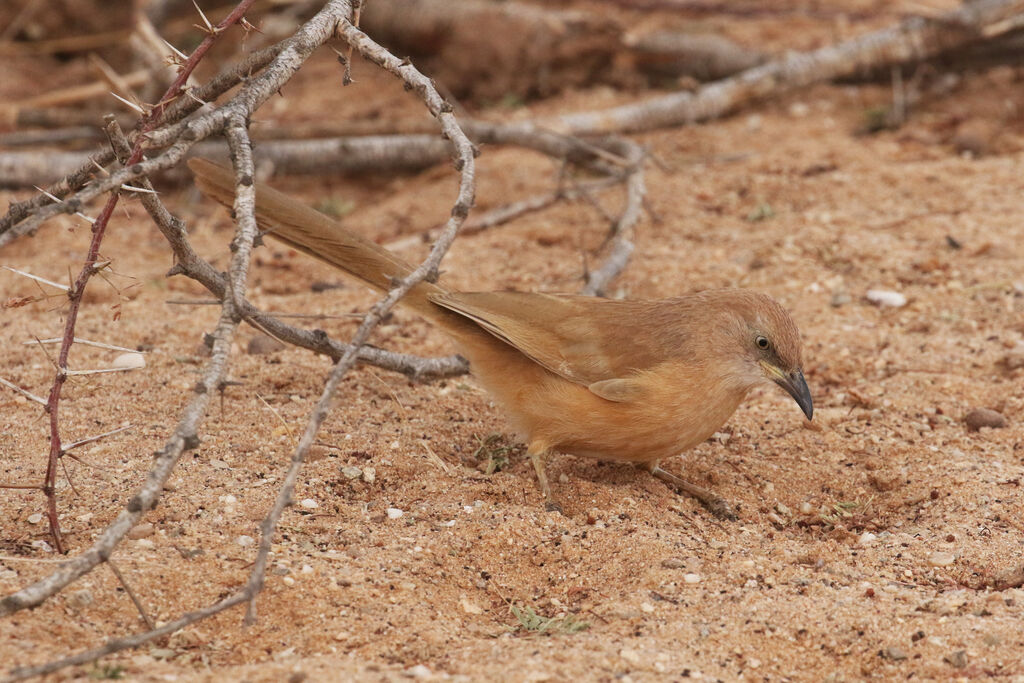 Fulvous Babbler male adult