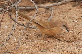 Fulvous Babbler