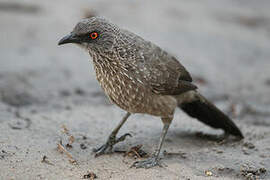 Arrow-marked Babbler