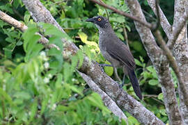 Scaly Babbler