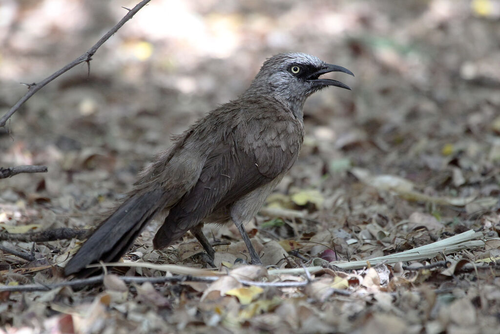 Black-faced Babbleradult