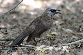 Black-faced Babbler