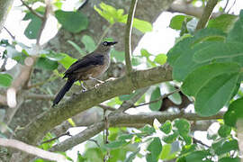 Dusky Babbler